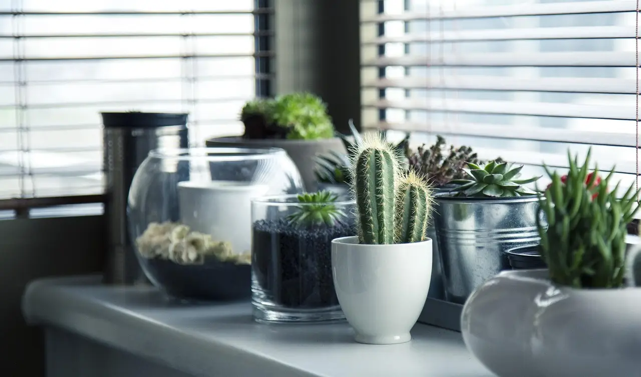 Cactos e suculentas em vasos no parapeito de uma janela